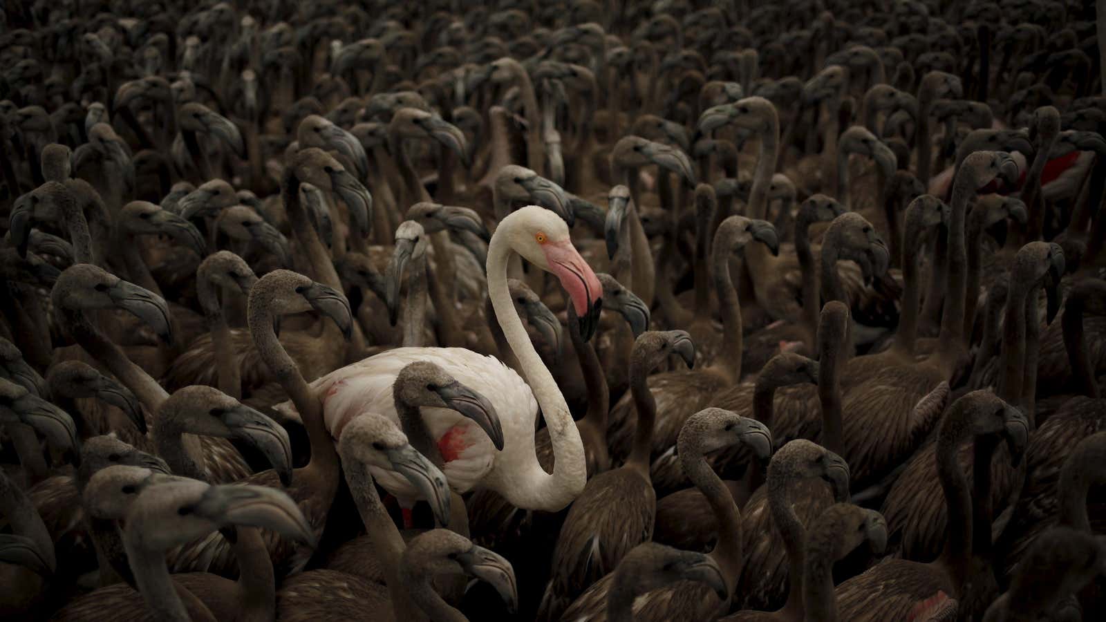 It’s a rare bird that can detect dementia before it starts taking its toll.