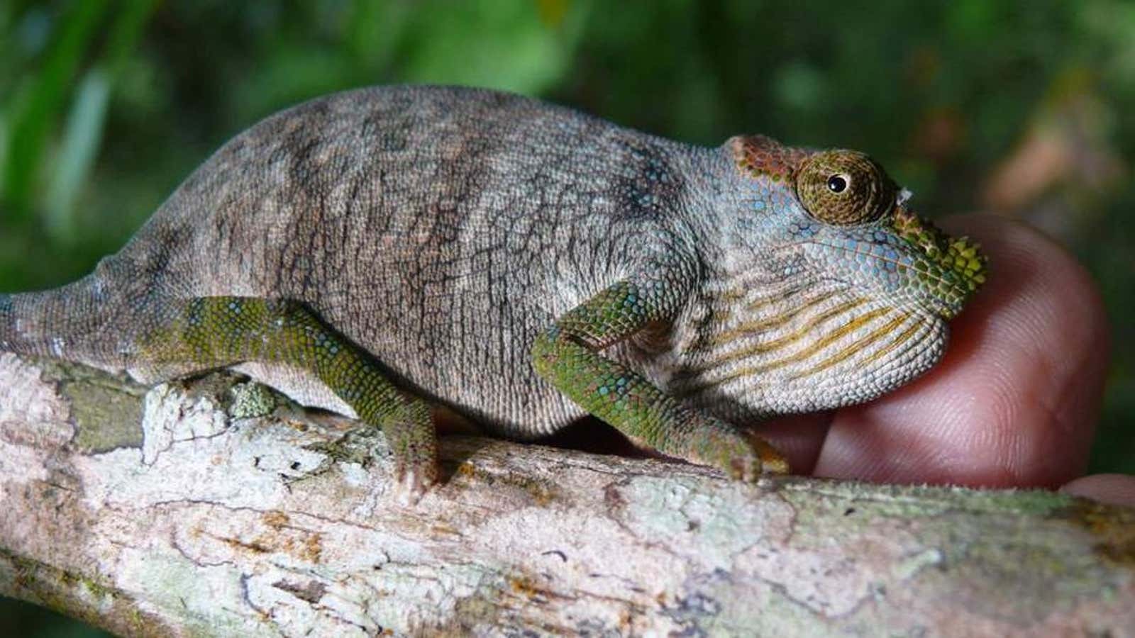 The Magombera chameleon species, discovered in Tanzania.