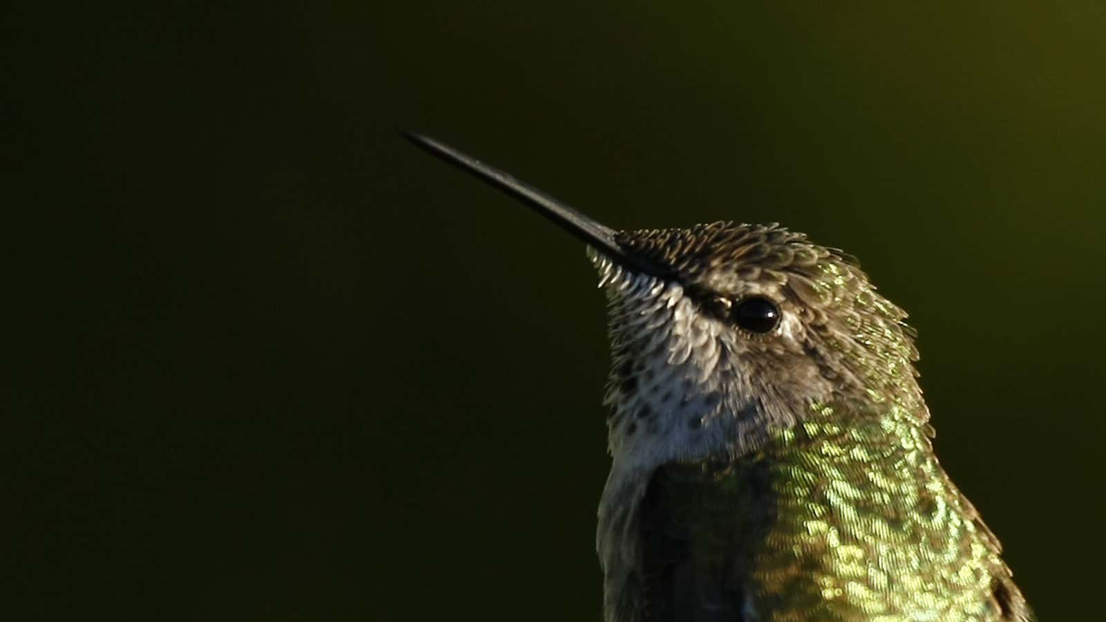 A Bay Area hummingbird enjoys a rare moment of chilling.