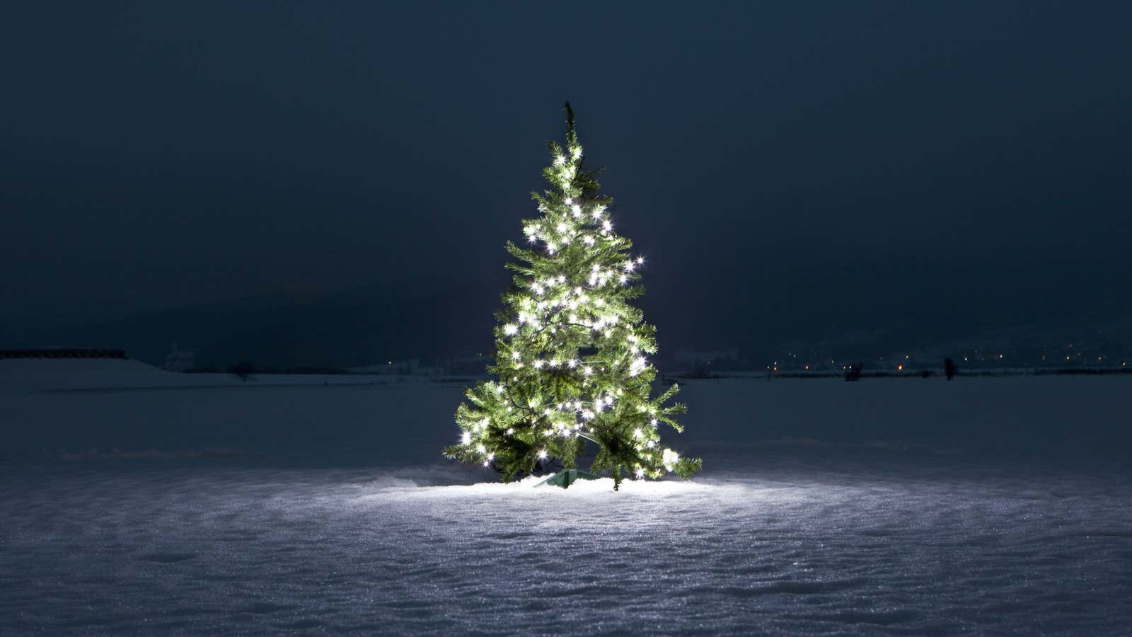 O Christmas tree, O Christmas tree, how sustainable are your branches…