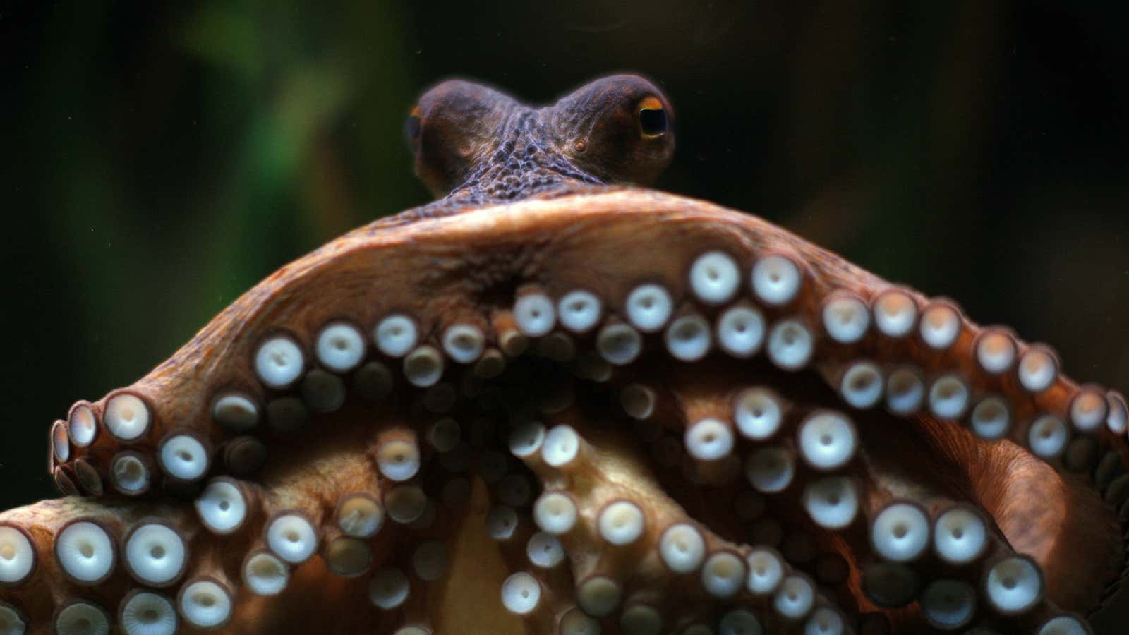 We’re suckers for cephalopod trivia! Get it?