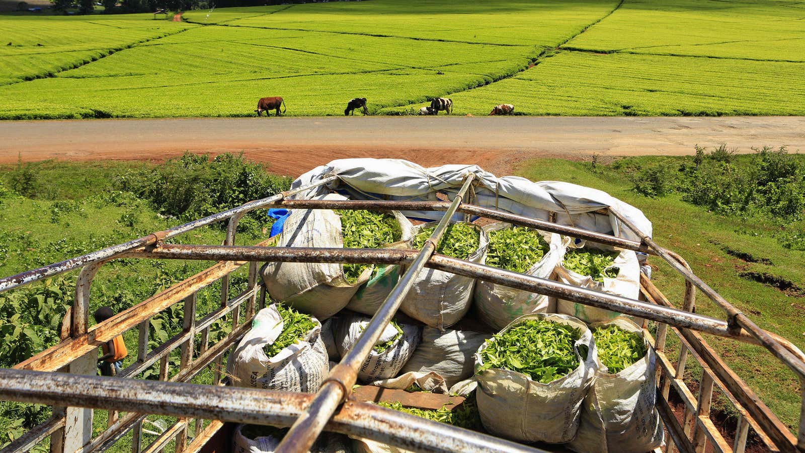 Africa’s immense agricultural potential has long been a keen point of discussion among agronomists and global decision-makers.