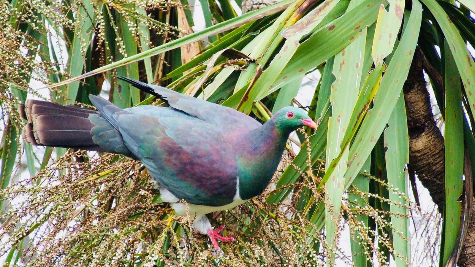 Take lifestyle tips from New Zealand’s bird of the year.