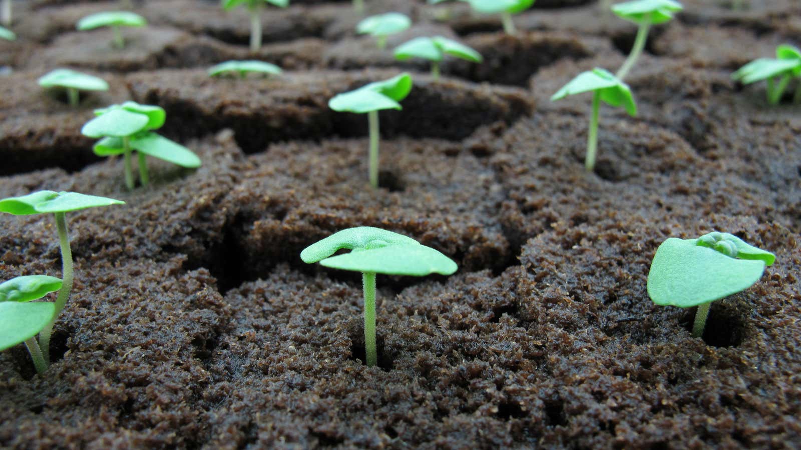 A Silicon Valley vertical farming startup sees a future in China.