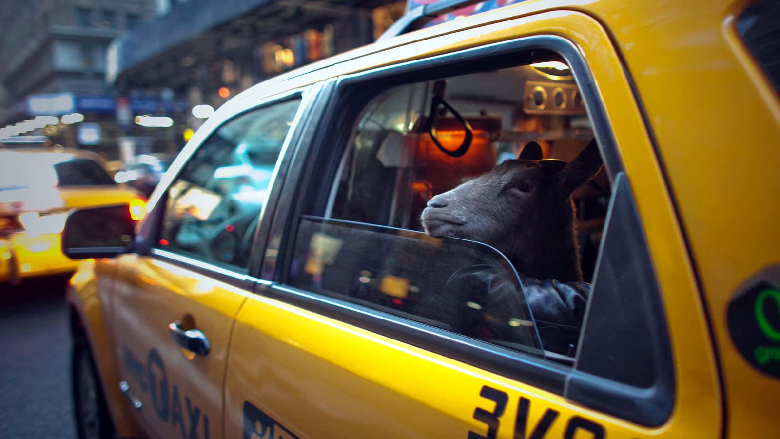 Taxi-riding New York City goats like Cocoa here may get a better deal from Uber this summer.