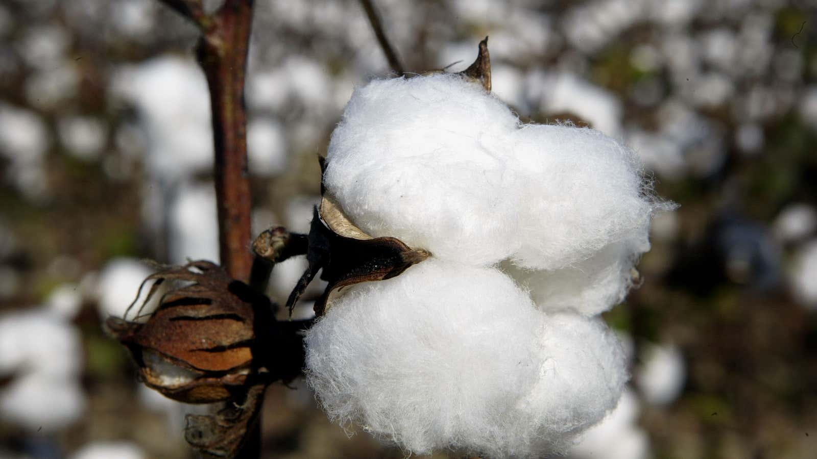 Flooding in Pakistan, drought in Texas, and the Xinjiang ban are pushing cotton into crisis