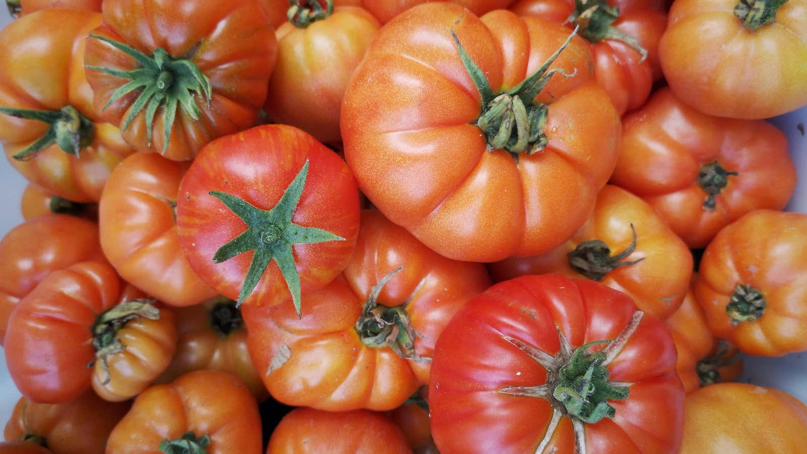 Heirloom tomatoes grown by Mapopo Community Farm in Hong Kong.