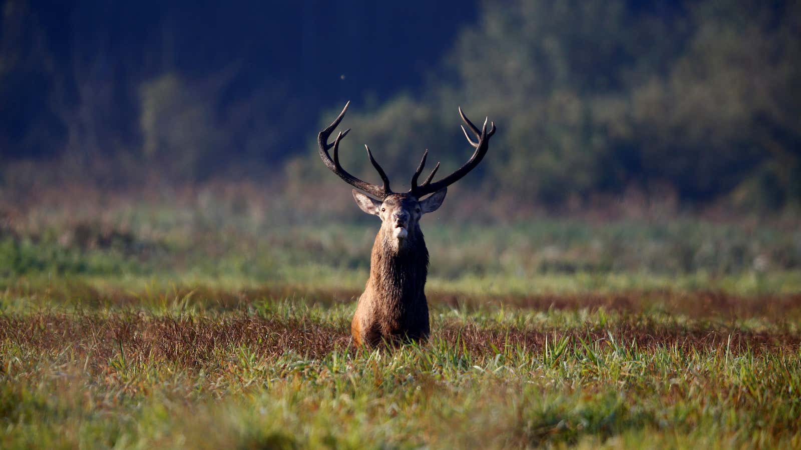 A male deer stands in a field in Republican landscape reserve “Nalibotsky” near the village of Kozliki, Belarus September 20, 2018.  REUTERS/Vasily Fedosenko     TPX IMAGES OF THE DAY – RC174A7246F0