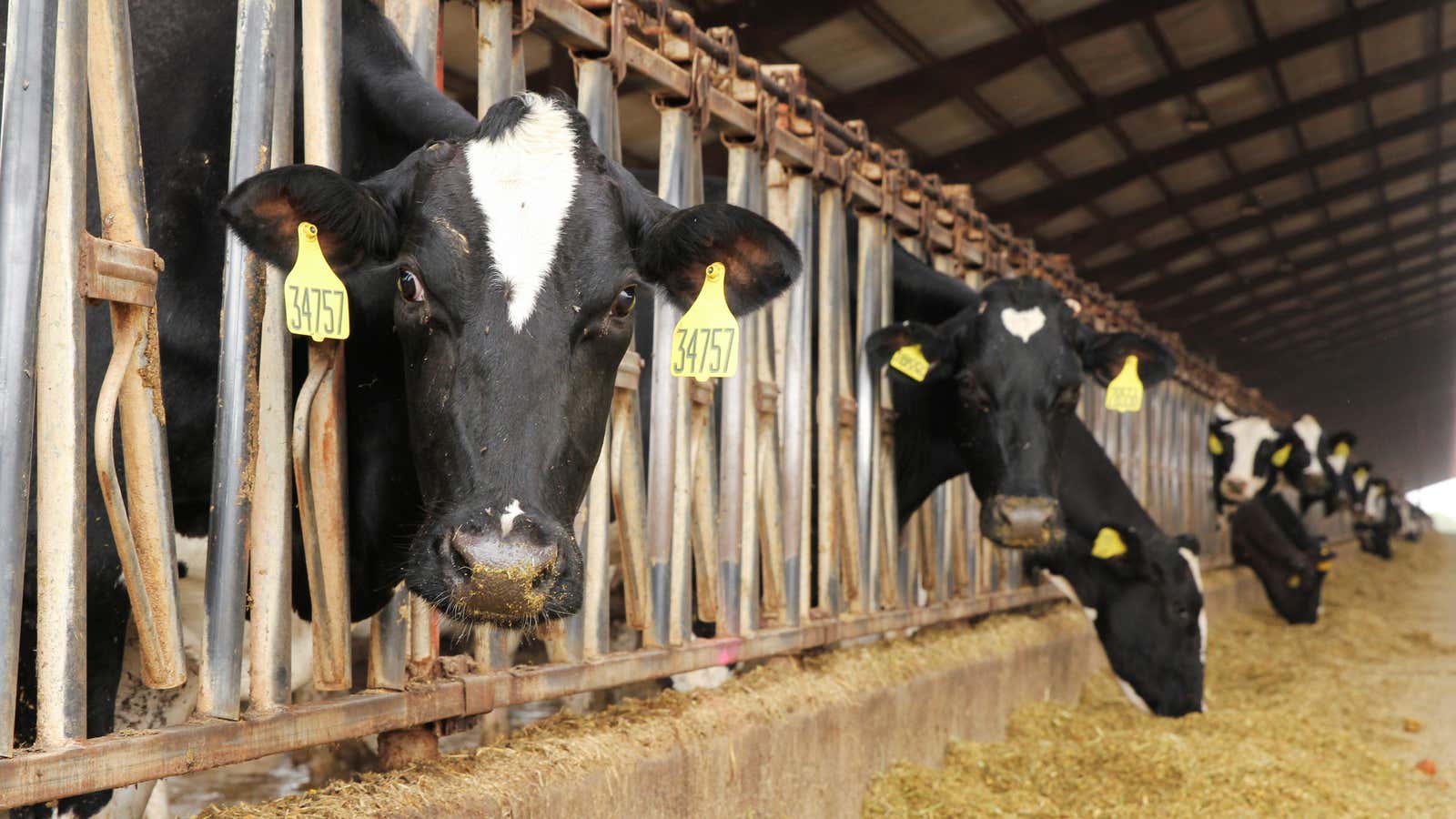 There’s more than nice hay and care being given to Canadian dairy cows.