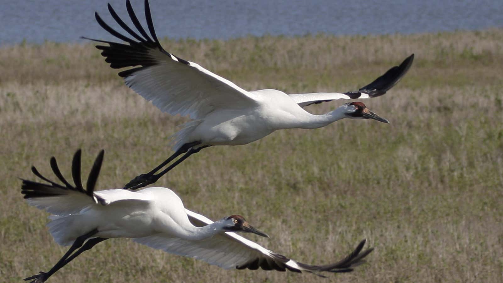 Conservationists and government programs pulled the whooping crane back from the brink of extinction.