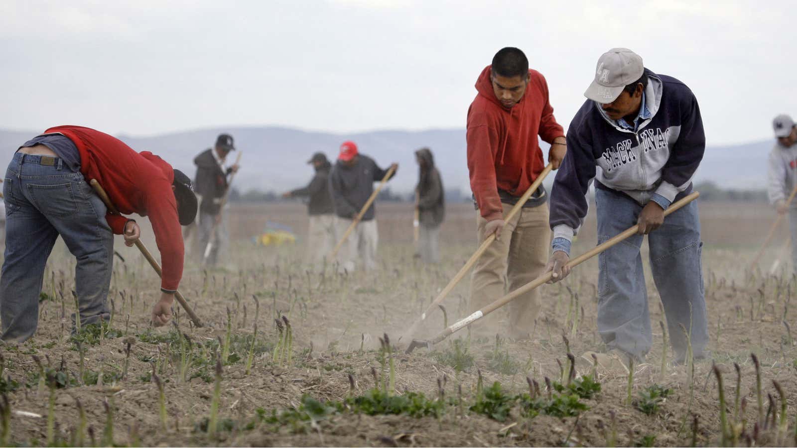 Asparagus-tilling: a job that&#39;s surprisingly hard to fill.