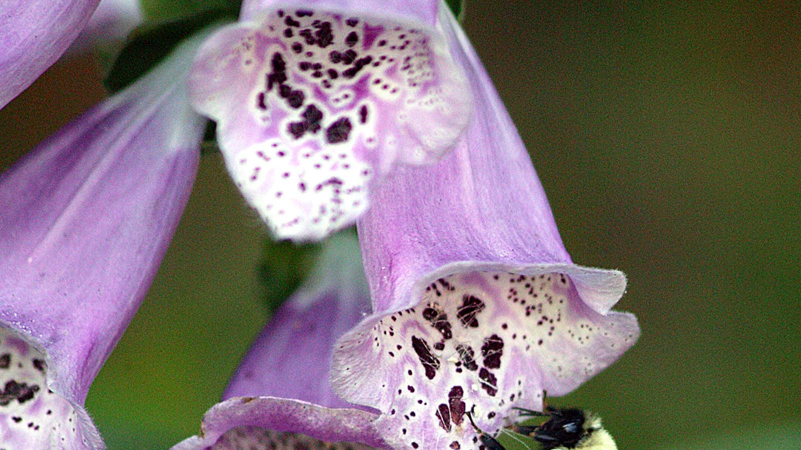 Witches knew that foxglove could be used as a heart medicine before doctors did.