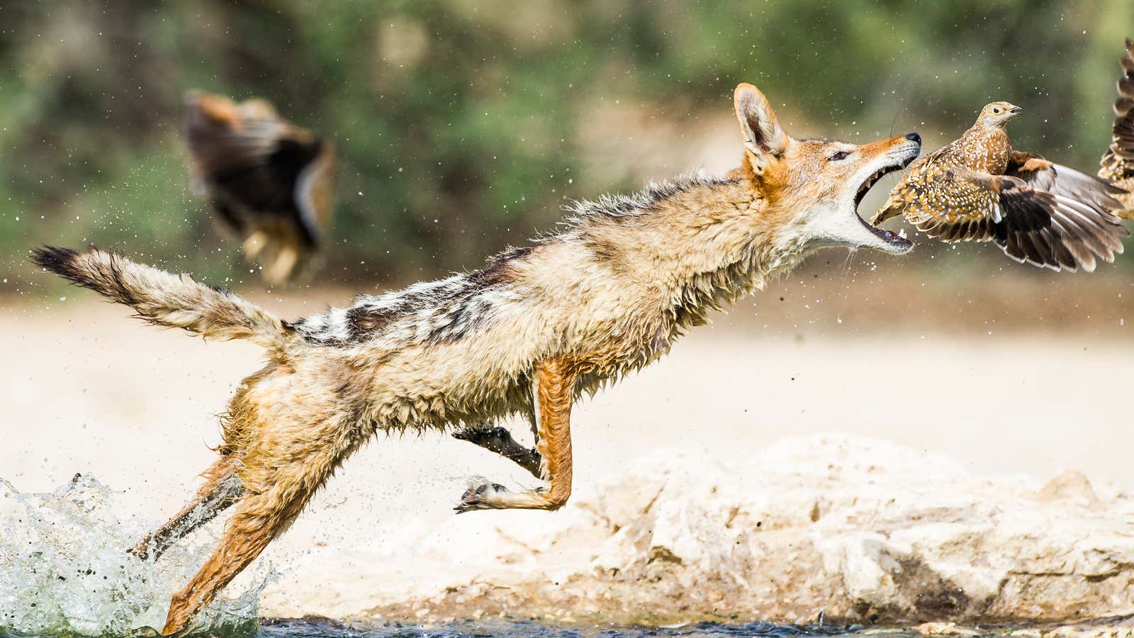 Black Backed Jackal stalking and hunting sandgrouse as they come in to drink from the Cubitjie Quap waterhole in the Nossob Riverbed, Kgalagadi Transfrontier Park, Northern Cape, South Africa