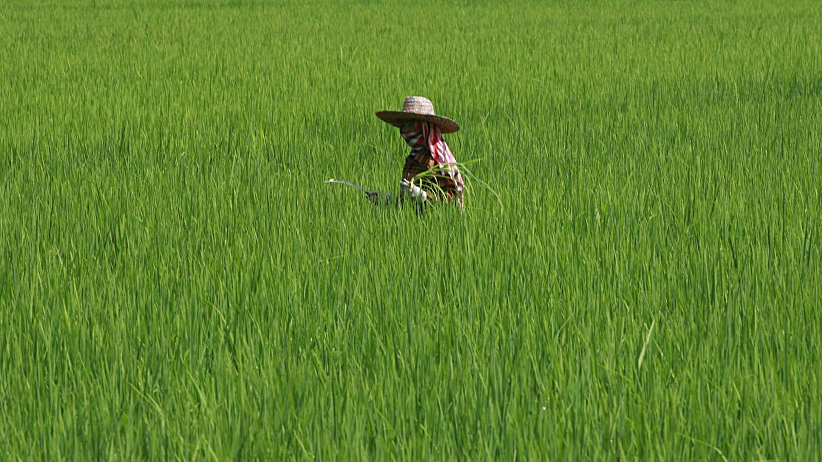 Thailand is retreating from its disastrous rice subsidy program, but not enough