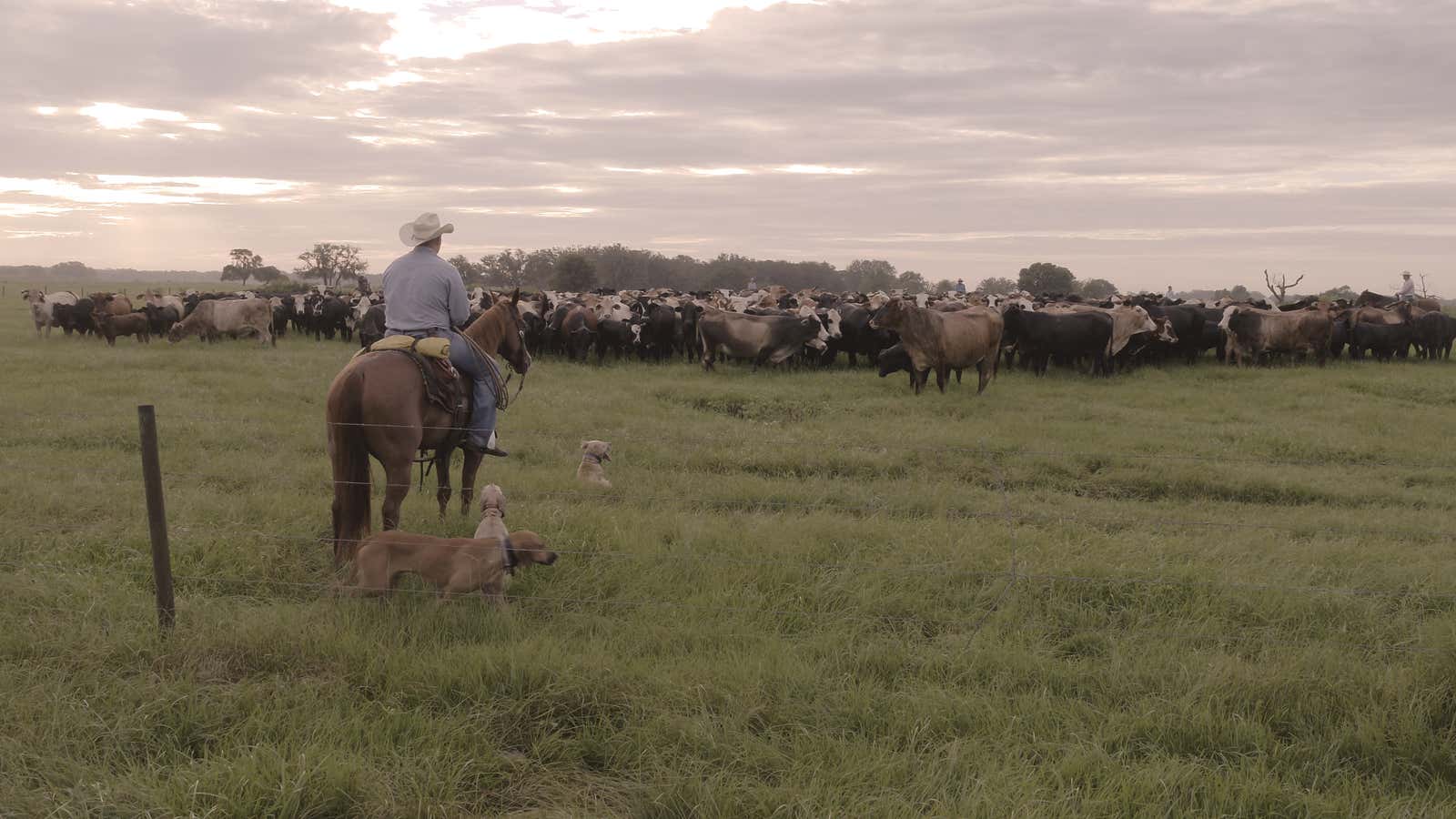 Beef: the original solar-powered, plant-based protein