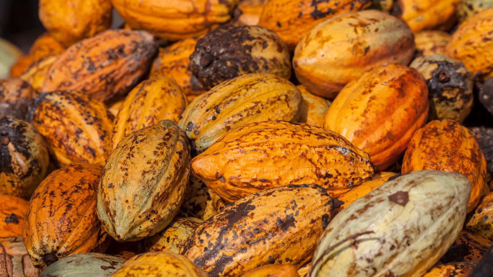 Image for Cocoa's price rally may have finally peaked, financial firm says