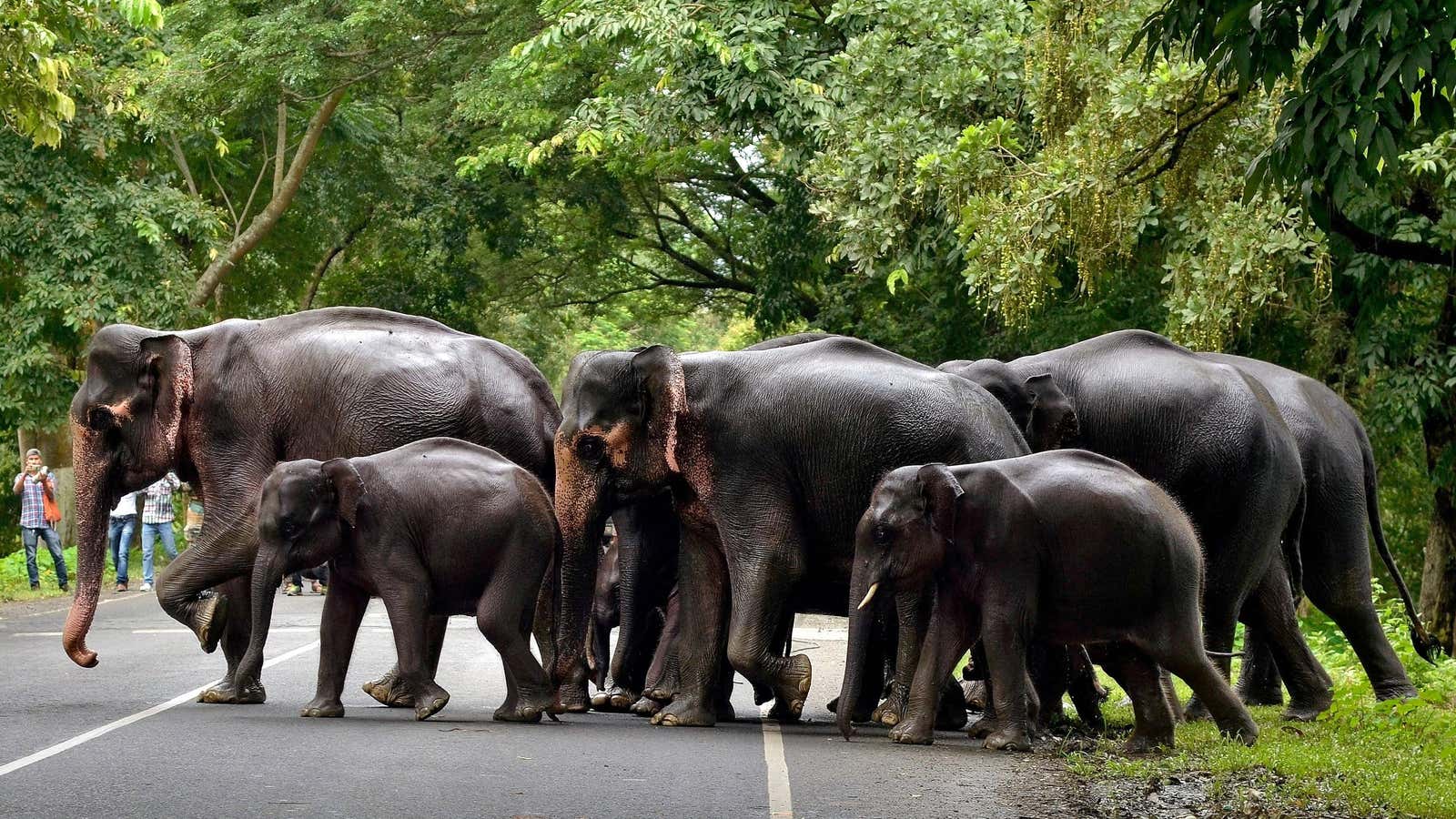 A tragic tale of two mothers—an elephant and a human—from India