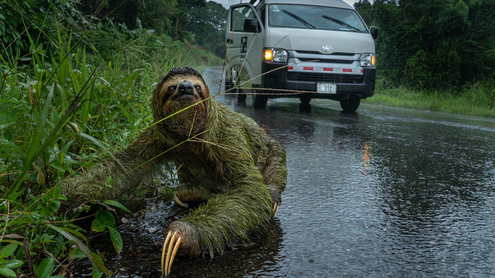 A female three-toed sloth crossing a road. 