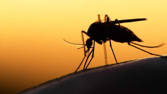 The silhouette of a mosquito seen biting human skin with a sunset in the background