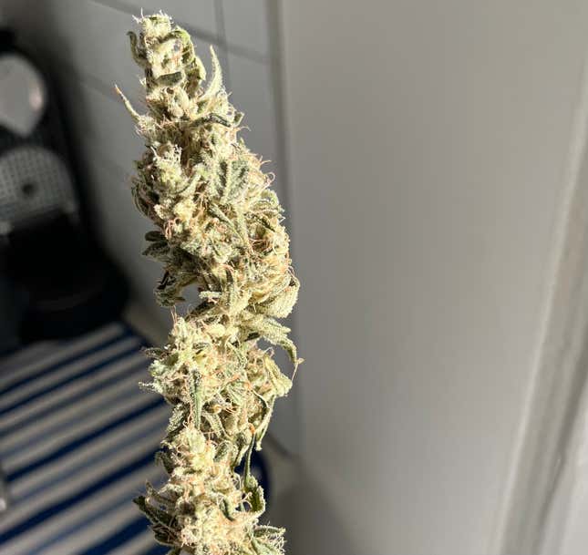 Finished cannabis bud - NYC Piff #3 