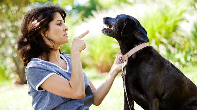 Image for article titled Dog And Owner Having Public Fight