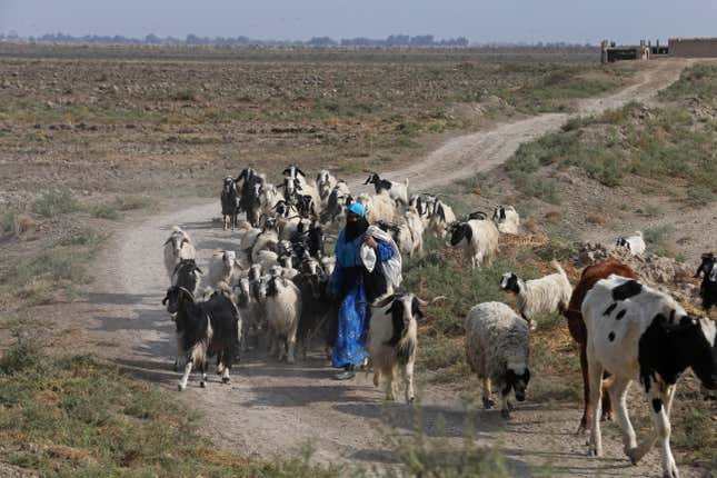 A woman walks farm animals in the fertile crescent