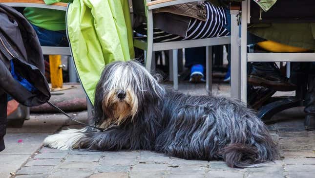 Bearded collie sitting at restaurant patio