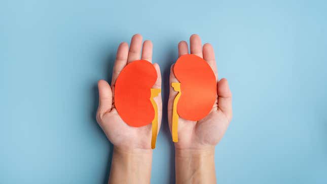 A person holding paper cut-outs in the shape of human kidneys.