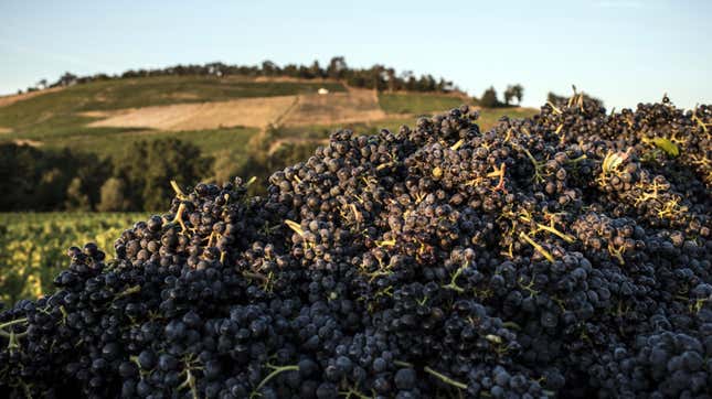 Wine grapes at a Beaujolais vineyard