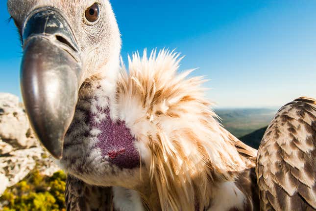 Cape Vulture portrait, De Hoop Nature Reserve, Western Cape, South Africa