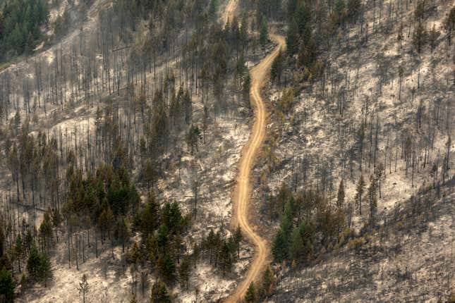 Image for article titled The aftermath of destructive wildfires, seen from above