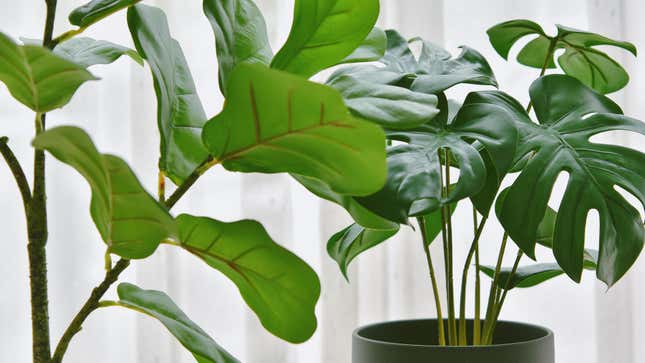 Image for article titled The Easiest Ways to Make Your Fake Plants Look Real