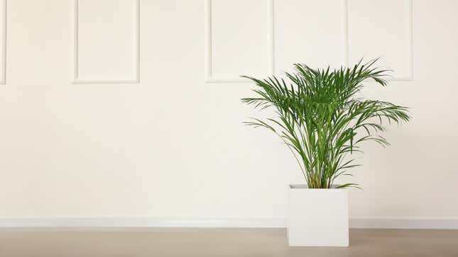 Image for article titled The Best (and Worst) Houseplants for People With Allergies