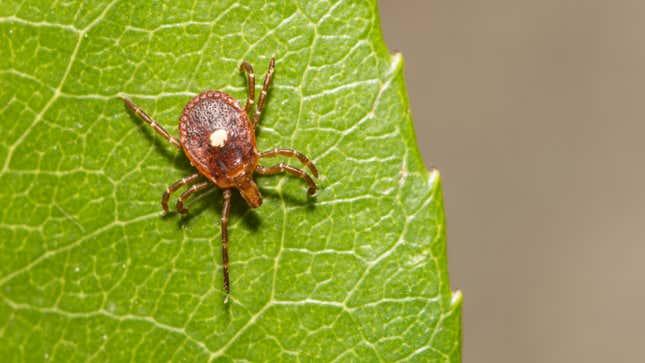 Image for article titled This Kind of Tick Bite Can Cause a Meat Allergy