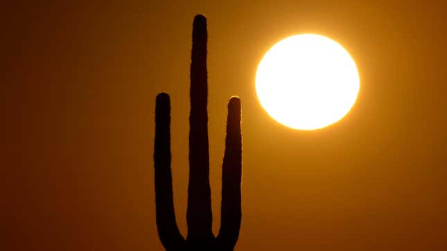 A saguaro cactus stands against the rising sun on Monday, Feb. 22, 2016, in the desert north of Phoenix.