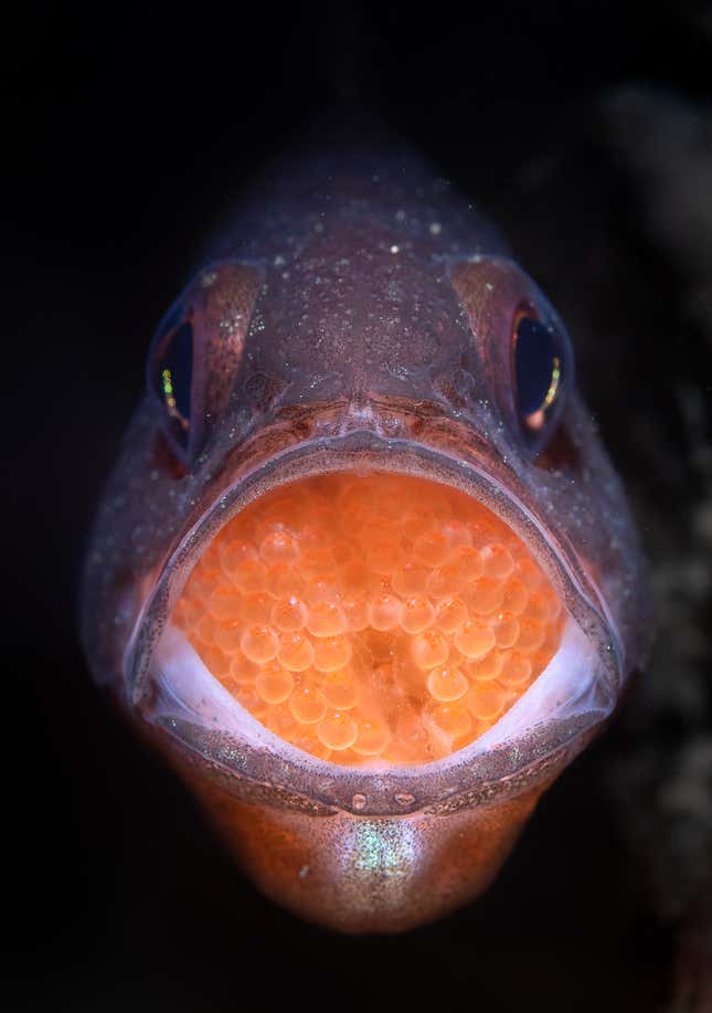 A gobble guts opens his mouth to reveal a plenty of orange fish eggs.