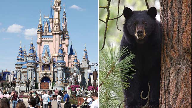 An image shows Disney World's famous castle and a black bear in a tree. 