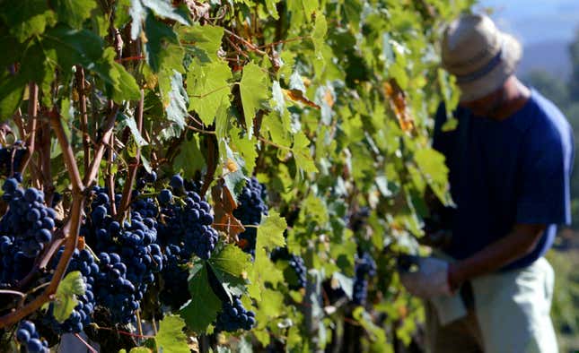 Winemaking has a counterintuitive history.