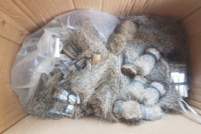 In 2019, up to 113kg of raw mongoose hair was recovered by officials.