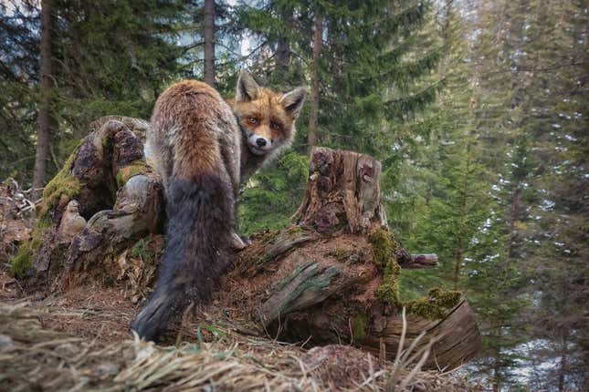 A fox stares at the camera in a forest.