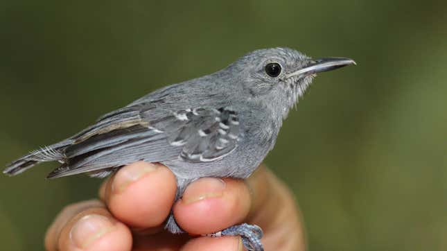 A small grey bird in a human's hand.