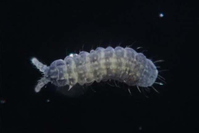 The colorful Paranura tsushimaensis, named after the island where it was first discovered.