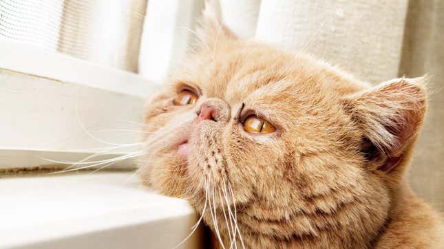 Image for article titled You Should Download This Free Toolkit If You Have a Sick or Older Cat