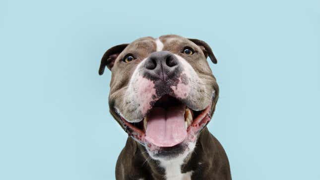 Imagen para el artículo titulado Tu perro podría llorar de felicidad cuando te ve, según un estudio