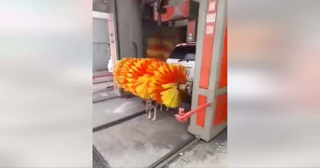 A screenshot of a dog getting washed by the big brush used in the car wash is shown.