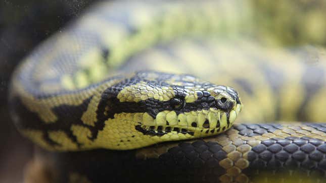 A photo of a Jungle Carpet Python. 