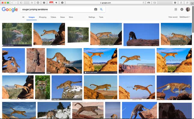 Searching “cougar jumping sandstone” pulls up hundreds of photos, most identically staged. (Screenshot from Google Images)