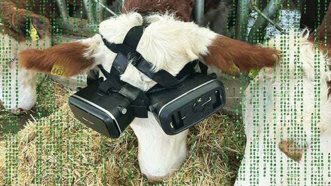 Imagen para el artículo titulado Un granjero hace que sus vacas usen gafas de realidad virtual para aumentar la producción de leche
