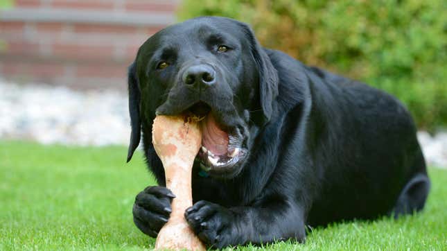 Image for article titled The Kinds of Bones Unsafe for Dogs