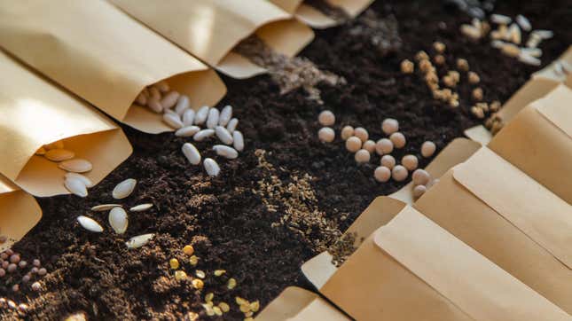 Image for article titled Why You Should Pre-Sprout Your Seeds